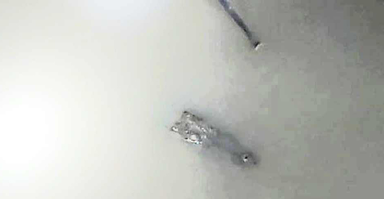 ফরিদপুরে ভুবনেশ্বর নদে কুমির, আতঙ্কে স্থানীয়রা