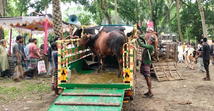 কোরবানির পশু বহনে কদর বেড়েছে পিকআপ-মিনিট্রাকের