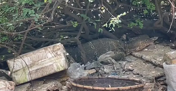 বাজারে ঘুরছে অর্ধশত গুইসাপ, হয়েছে মানুষের সঙ্গে বন্ধুত্ব