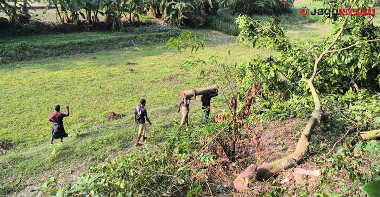 খাল খননের সুযোগে চলছে গাছ কাটার মহোৎসব