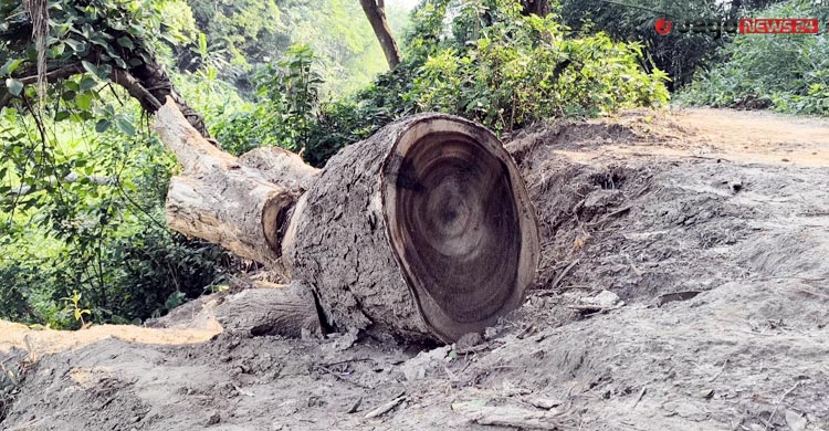 খাল খননের সুযোগে চলছে গাছ কাটার মহোৎসব