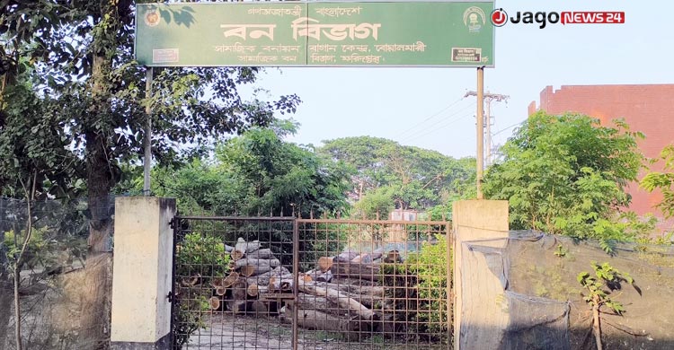 খাল খননের সুযোগে চলছে গাছ কাটার মহোৎসব