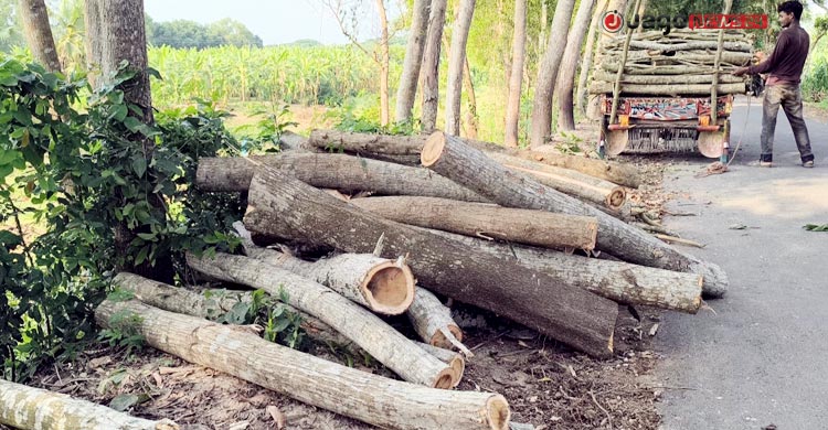 খাল খননের সুযোগে চলছে গাছ কাটার মহোৎসব