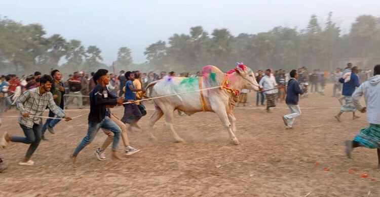 ফরিদপুরে ঐতিহ্যবাহী গরুদৌড় প্রতিযোগিতা অনুষ্ঠিত