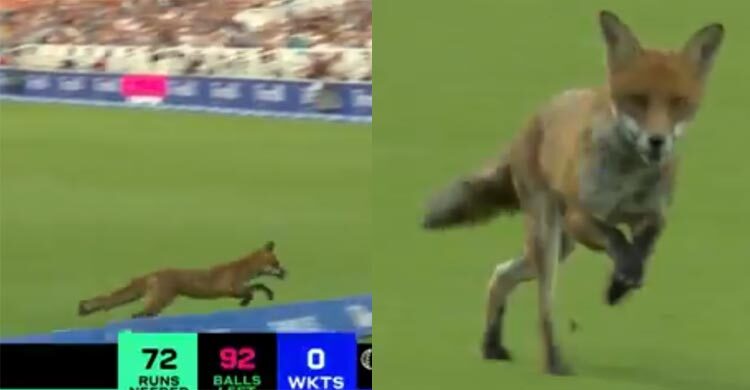 মাঠে ঢুকে পড়লো শিয়াল (ভিডিও), উদ্বোধনী ম্যাচেই বিপত্তি