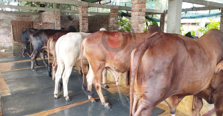 তিনটি গরু দিয়ে যে গল্পের শুরু