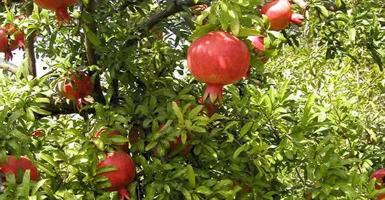 ফল
