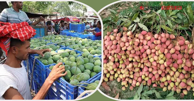উৎপাদনে রেকর্ড, প্রক্রিয়াজাতকরণের অভাবে নষ্ট হচ্ছে ফল