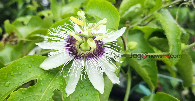 ছাদ বাগানে ড্রাগন ও প্যাশনে বাজিমাত হিমেলের