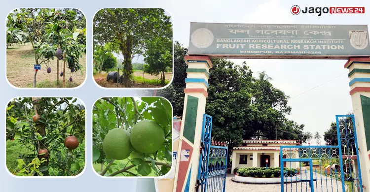 গবেষণায় রাজশাহীর ফলচাষে নীরব বিপ্লব
