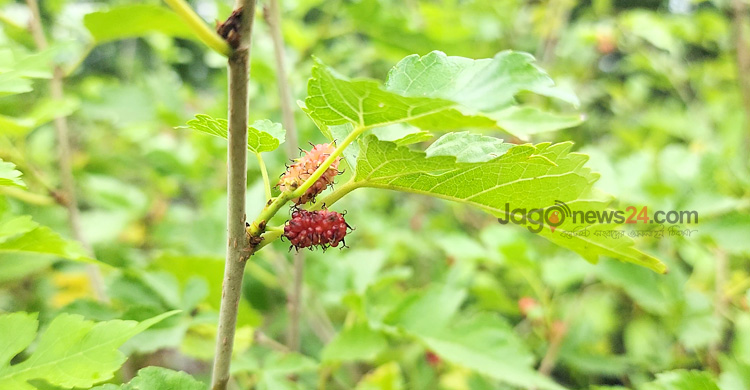 ছাদ বাগানে ড্রাগন ও প্যাশনে বাজিমাত হিমেলের