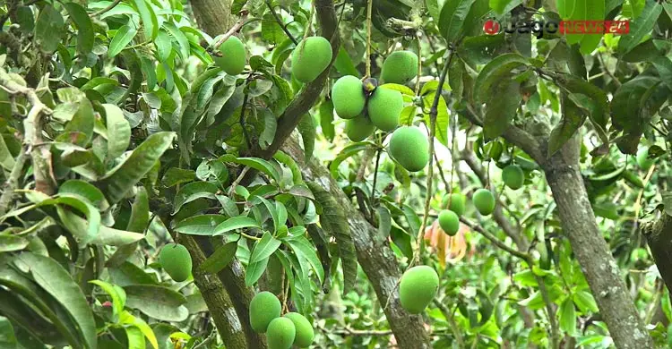 উৎপাদনে রেকর্ড, প্রক্রিয়াজাতকরণের অভাবে নষ্ট হচ্ছে ফল