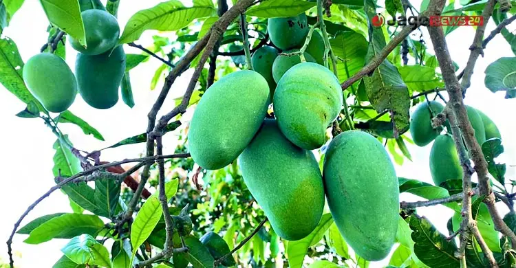 উৎপাদনে রেকর্ড, প্রক্রিয়াজাতকরণের অভাবে নষ্ট হচ্ছে ফল