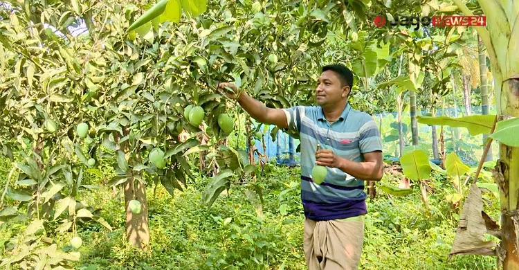 উৎপাদনে রেকর্ড, প্রক্রিয়াজাতকরণের অভাবে নষ্ট হচ্ছে ফল