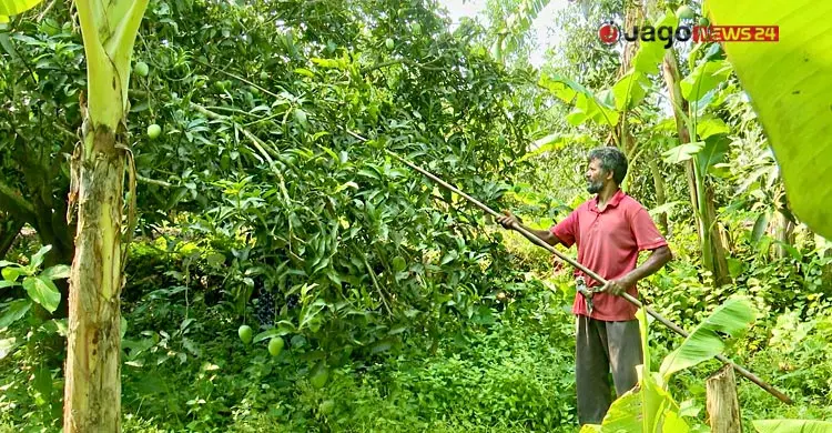 উৎপাদনে রেকর্ড, প্রক্রিয়াজাতকরণের অভাবে নষ্ট হচ্ছে ফল