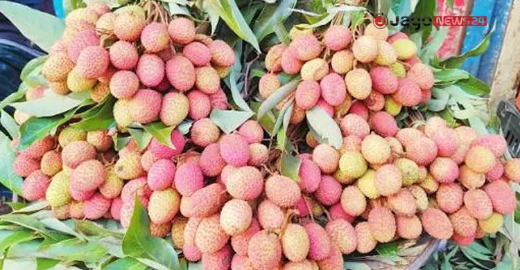 উৎপাদনে রেকর্ড, প্রক্রিয়াজাতকরণের অভাবে নষ্ট হচ্ছে ফল