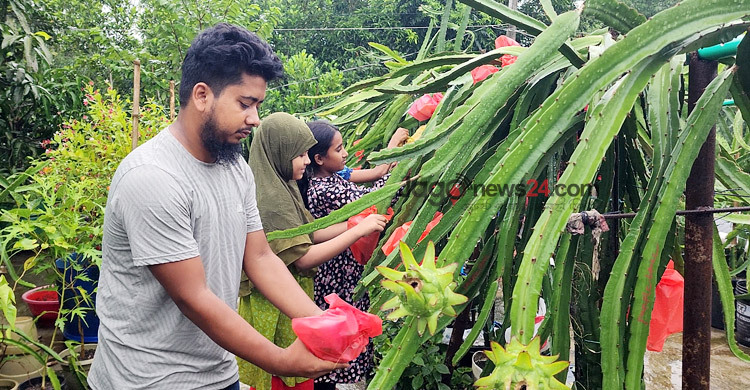ছাদ বাগানে ড্রাগন ও প্যাশনে বাজিমাত হিমেলের