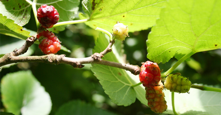 আমচাষের কীটনাশকে মরছে রেশমের পোকা