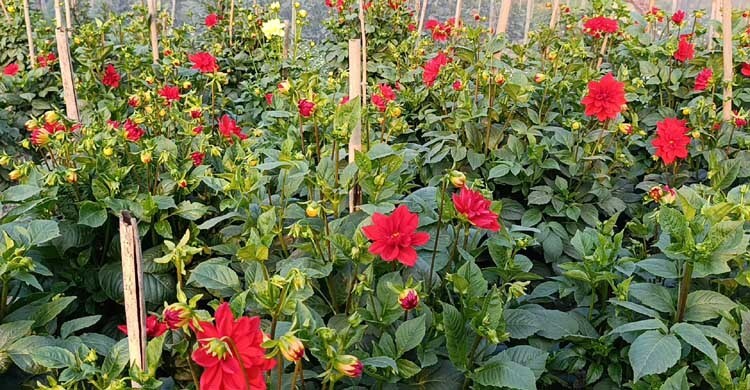 নারায়ণগঞ্জে কমেছে ফুল চাষ, ফোটেনি সময়মতো