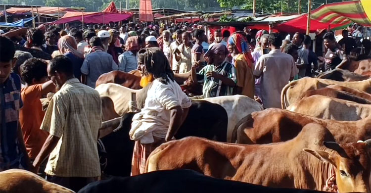 গাইবান্ধার হাটে গরু বেশি, ক্রেতা কম