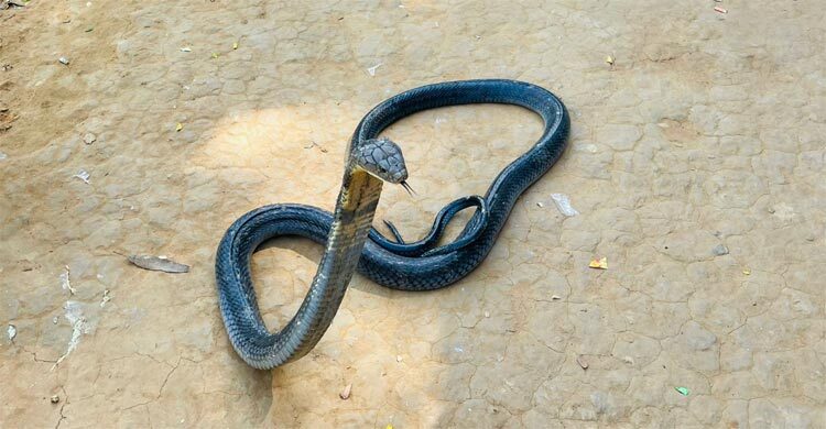 চট্টগ্রামে চিকিৎসা চলছে কিং কোবরা সাপের