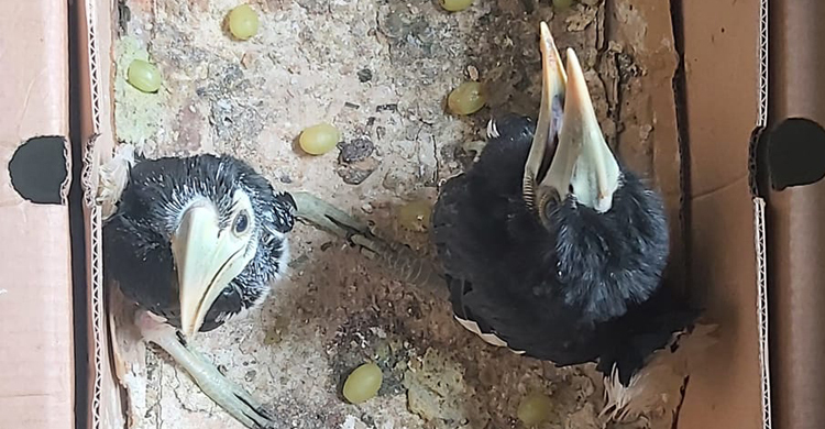 ধনেশ পাখির ২ বাচ্চাসহ যুবক আটক