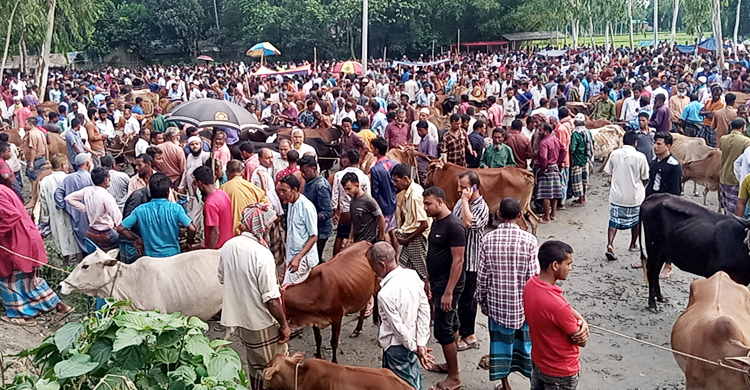 পশুহাটে অতিরিক্ত হাসিল, বাদ পড়ছেন না বিক্রেতারাও