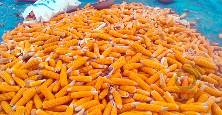 সিন্ডিকেটের কবলে ভুট্টা, ন্যায্য দাম না পেয়ে হতাশ কৃষক