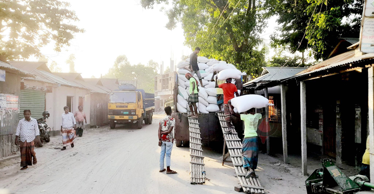 সিন্ডিকেটের কবলে ভুট্টা, ন্যায্য দাম না পেয়ে হতাশ কৃষক