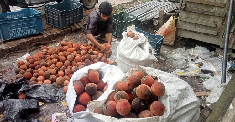 কদর বাড়ছে ঝালকাঠির বিলাতি গাবের