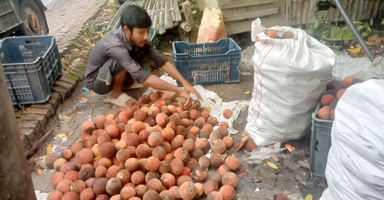 কদর বাড়ছে ঝালকাঠির বিলাতি গাবের