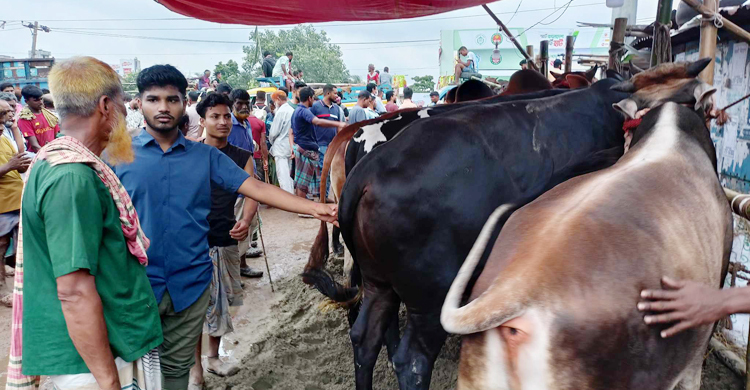 জমে উঠেছে গাবতলী পশুর হাট, গরু ছাড়ছেন ব্যাপারীরা