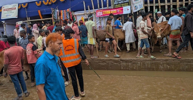 হাটে ক্রেতা কম, শেষ দিনে ‘পড়ে গেছে’ গরুর দাম
