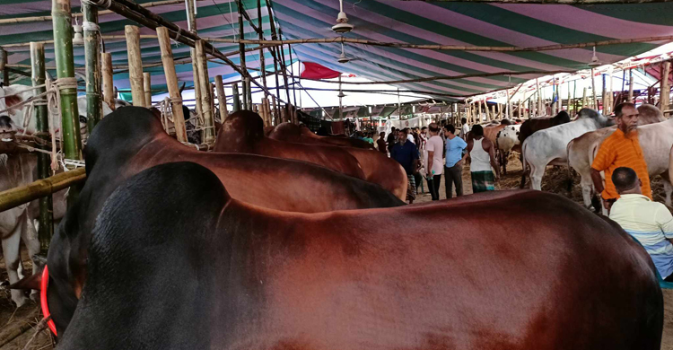 জমে উঠেছে গাবতলী পশুর হাট, গরু ছাড়ছেন ব্যাপারীরা