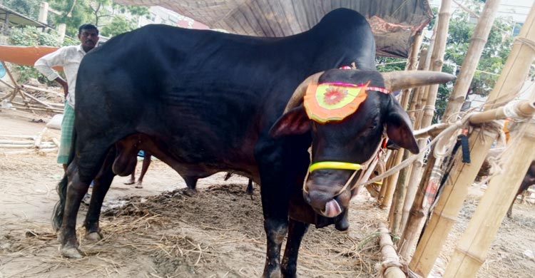 শখের গরুতে ‘বড় বিপাকে’ ব্যাপারীরা