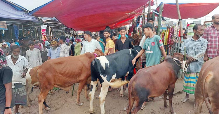 গাবতলী পশুর হাটে বেচাকেনার ধুম, দামে ‘সন্তুষ্ট’ ক্রেতা-বিক্রেতারা