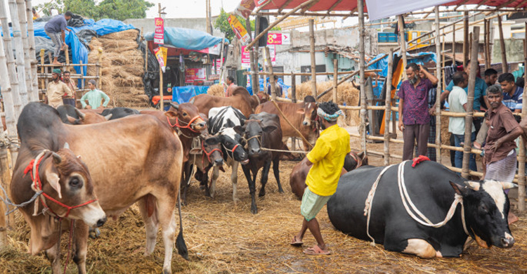 জমে উঠেছে গাবতলী পশুর হাট, গরু ছাড়ছেন ব্যাপারীরা