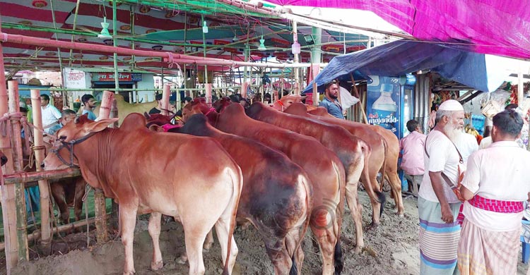 গাবতলী পশুর হাটে বেচাকেনার ধুম, দামে ‘সন্তুষ্ট’ ক্রেতা-বিক্রেতারা