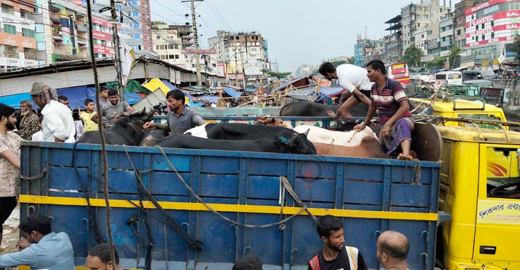 গাবতলী পশুর হাটে বেচাকেনার ধুম, দামে ‘সন্তুষ্ট’ ক্রেতা-বিক্রেতারা