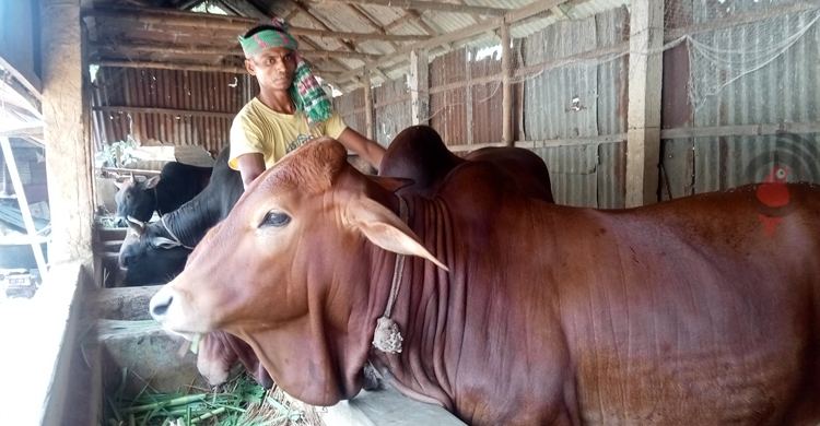 গাইবান্ধায় চাহিদার চেয়ে বেশি ২১ হাজার কোরবানির পশু