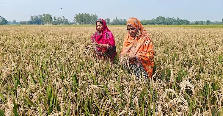 ইটভাটার ধোঁয়ায় নষ্ট দুইশো বিঘা জমির ধান