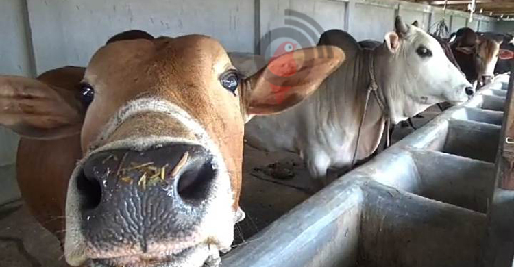 গাইবান্ধায় চাহিদার চেয়ে বেশি ২১ হাজার কোরবানির পশু