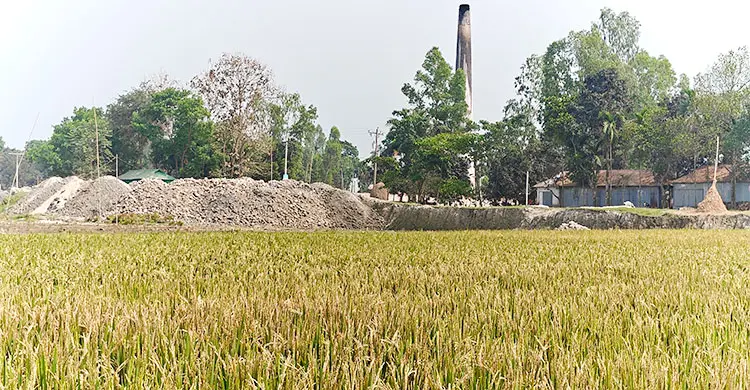 ইটভাটার ধোঁয়ায় নষ্ট দুইশো বিঘা জমির ধান