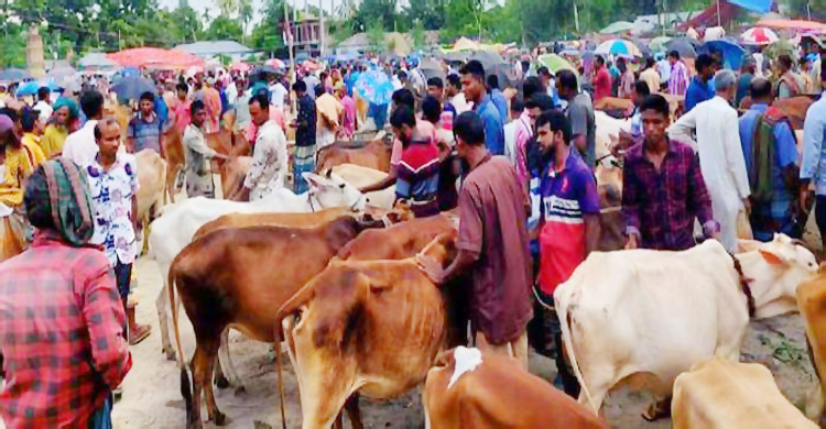 পশুহাটে অতিরিক্ত হাসিল আদায় করায় জরিমানা