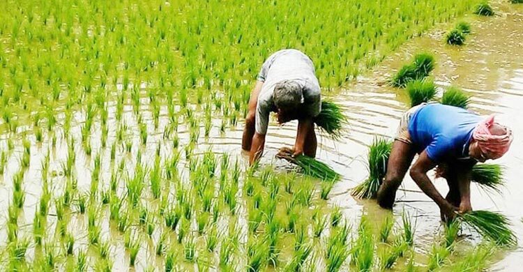 বোরোতে খরচ বেড়েছে ৬ হাজার টাকা, ধানের দাম বাড়ানোর দাবি কৃষকের
