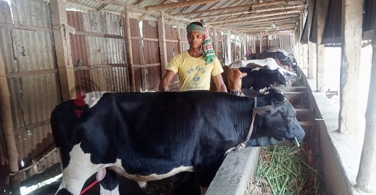 গাইবান্ধায় চাহিদার চেয়ে বেশি ২১ হাজার কোরবানির পশু
