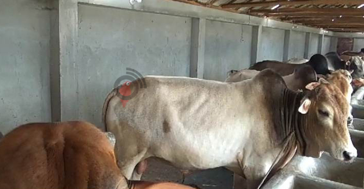 গাইবান্ধায় চাহিদার চেয়ে বেশি ২১ হাজার কোরবানির পশু