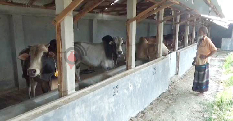 গাইবান্ধায় চাহিদার চেয়ে বেশি ২১ হাজার কোরবানির পশু