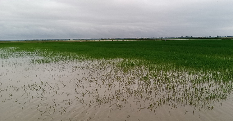 গাইবান্ধায় কমছে তিস্তার পানি, বাড়ছে ভাঙন আতঙ্ক