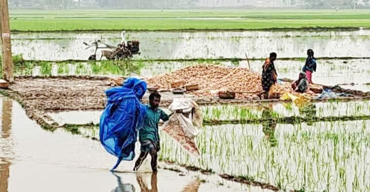 গাইবান্ধায় বৃষ্টিতে তলিয়ে গেছে আলুক্ষেত, দুশ্চিন্তায় চাষিরা